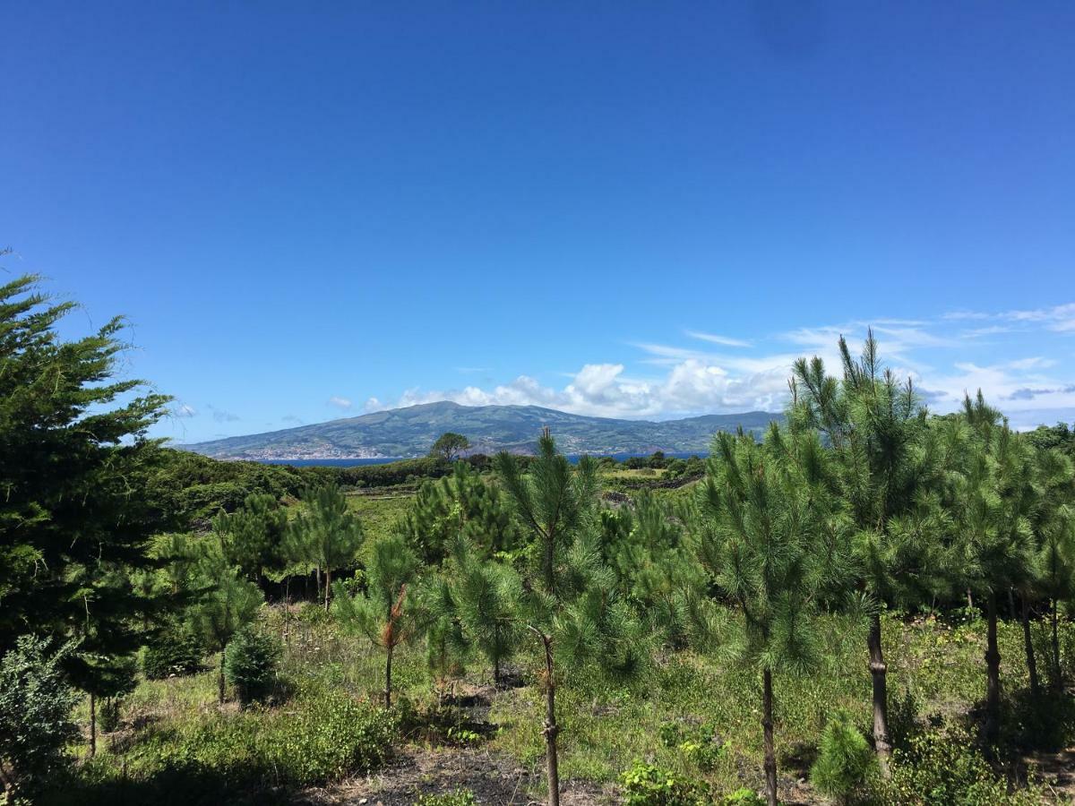Home Pico - Casa Dos Cedros Criacao Velha Eksteriør billede